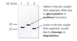 Check spelling or type a new query. Why Use A Western Blot Immunoblot Bio Rad