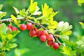 The redcurrant, blackcurrant and gooseberry bushes from us mean growing you own delicious fruit has never been easier! How To Grow Gooseberries