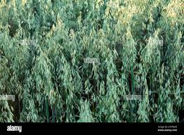 Image result for Avena byzantina