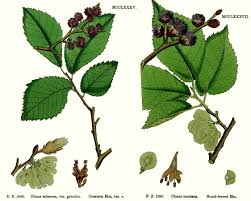 Image result for Ulmaceae