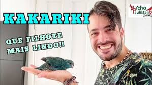 Kakariki, o pequeno papagaio da Nova Zelândia (nascido em criadouro  autorizado, no Brasil)
