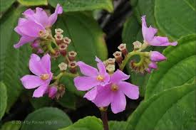 Image result for Calvoa orientalis