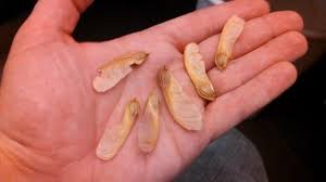 (helicopter, coolamon or stinkwood tree). What Tree Do Helicopter Seeds Come From