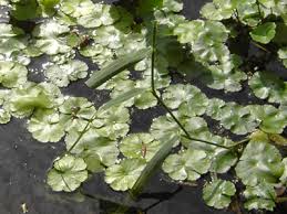 Image result for Hydrocotyle ranunculoides