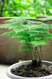 50pcs asparagus fern vegetable seeds 1 kinds tasty garden potted organic plants. Asparagus Fern Asparagus Fern Ferns Garden Plants