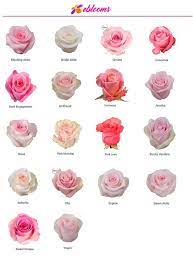 Nena Rose Variety Pink Ebloomsdirect Rose Varieties Flower Names Wedding Flower Types