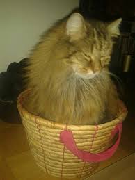 Der Grosse Susse Traumer Kalle Korb Ikea Katzen
