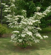 Image result for Cornus