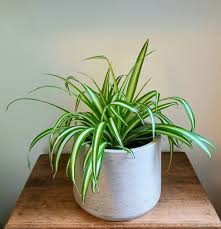 Image result for Chlorophytum