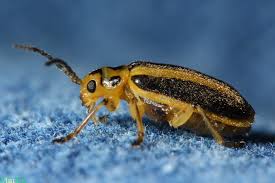 Image result for Tridactyle virgula