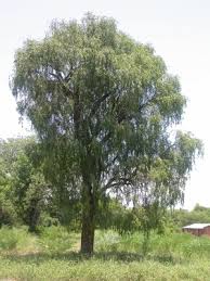 Image result for Maerua salicifolia