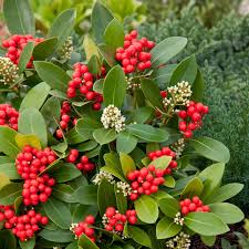 Skimmia Berries Garden Center Plants Japonica