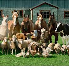 Family Photo Love It This Will Be What I Would Do Farm Animals Animals Animals Beautiful