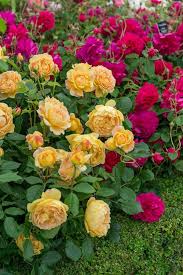 Lovegabbyshabby Beautiful Flowers Rose Pretty Flowers