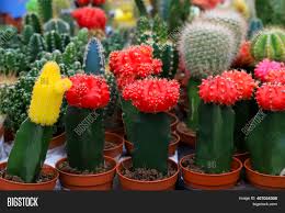 They do need partial sun, so next to a window is the perfect location if they are indoors. Beautiful Red Yellow Image Photo Free Trial Bigstock