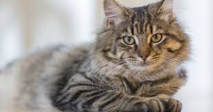 They often can lead to a conclusive. Vomiting And Diarrhoea In Cats Firstvet