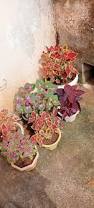 Image result for Coleus maculosus