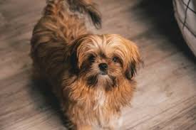 The cheapest offer starts at £50. Brown Shih Tzu All Information You Need To Know Animalfate