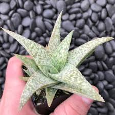 Image result for Aloe pienaarii