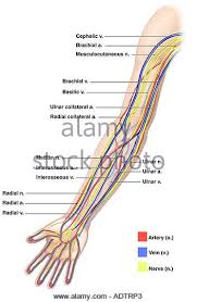 Why carotid arteries names deceive them. Printiable Mape Of Arteries And Viens Principal Veins Human Anatomy This Stock Medical Illustration Shows The Arteries Veins And Nerves Of The Arm From An Anterior Front View Foodbloggermania It