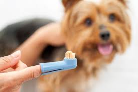 Dentifrices et brosses à dents pour chat. Quand Et Pourquoi Brosser Les Dents De Son Chien Bulle Bleue