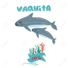 Es endémica de méxico, de una zona muy restringida que abarca la reserva de la biosfera alto golfo de california y delta del río colorado. Vaquita Marina Blue Whale Sealife Vector Illustration Royalty Free Cliparts Vectors And Stock Illustration Image 108049446