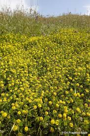 Image result for Trifolium campestre