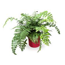 Image result for Asplenium adiantum-nigrum