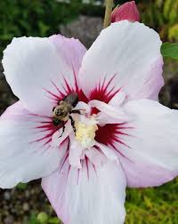 Image result for Hibiscus fuscus