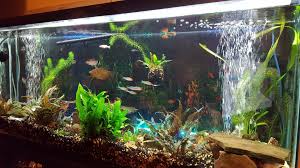 Amazon Com Aquarium Plant Glass Pot Fish Tank Aquascape Decorations Pet Supplies Aquascape Aquarium Aquascape Aquarium