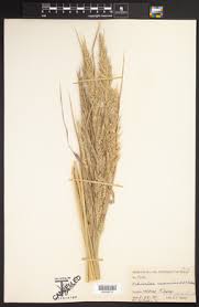 Image result for Echinochloa crus-pavonis