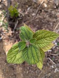 Image result for Boehmeria nivea