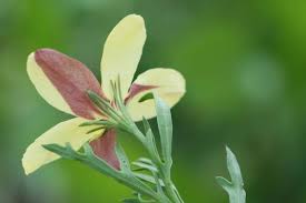 Image result for Menodora heterophylla