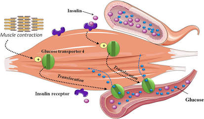 How muscles pull glucose from the bloodstream via insulin and muscle contraction, AI generated