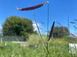 Image result for Cayratia gracilis