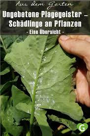 Ungebetene Plagegeister Schadlinge An Pflanzen In 2020 Pflanzen Weisse Fliege Schadlinge Im Garten