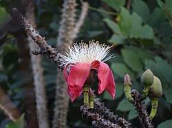 Image result for Bombax