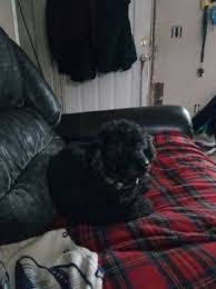 When searching for a denver pet store, you no doubt have certain baseline expectations. Denver Puppies And Dogs For Adoption Home Facebook