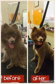 Welcome to bark avenue pet resort! Repinned Before After Dog Grooming Photos From Bark Avenue Pet Resort Dog Trends Dog Grooming Cute Dogs