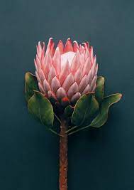 Pin By Carolyn Gordon On Proteas Protea Flower Protea Art Flower Art