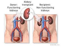 Pin On Kidney S