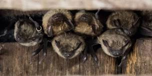 Bat Night for Adults