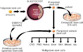 A totipotent stem cell gives rise to embryonic, extraembryonic. Can Stem Cells Cross Lineage Boundaries Nature Medicine