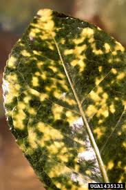 We did not find results for: Armored Scale Insects Control Home Garden Information Center