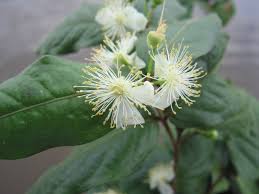 Image result for Dictyophleba ochracea