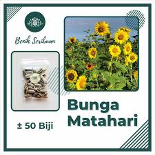 Selain bermanfaat untuk menghasilkan snack, bunga ini juga dimanfaatkan sebagai penghias taman dan sebagainya. 50 Benih Bunga Matahari Kuning Unggul Bibit Tanaman Bunga Biji Sunflower Mix Premium Seed Shopee Indonesia