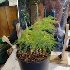 Image result for Asparagus laricinus