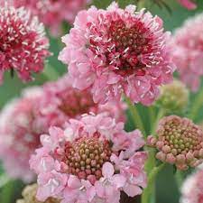 Scabiosa Seeds Salmon Queen Pincushion Flowers Rose Seeds Scabiosa Flowers Yucca Plant