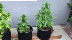Use 20 hours of daily light from seed to harvest. Indoor Vs Outdoor Cannabis Growing Youtube