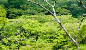 Image result for Dialium holtzii